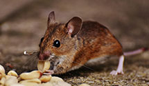 24 Hour & Emergency Exterminators in Falling Wtrs, WV